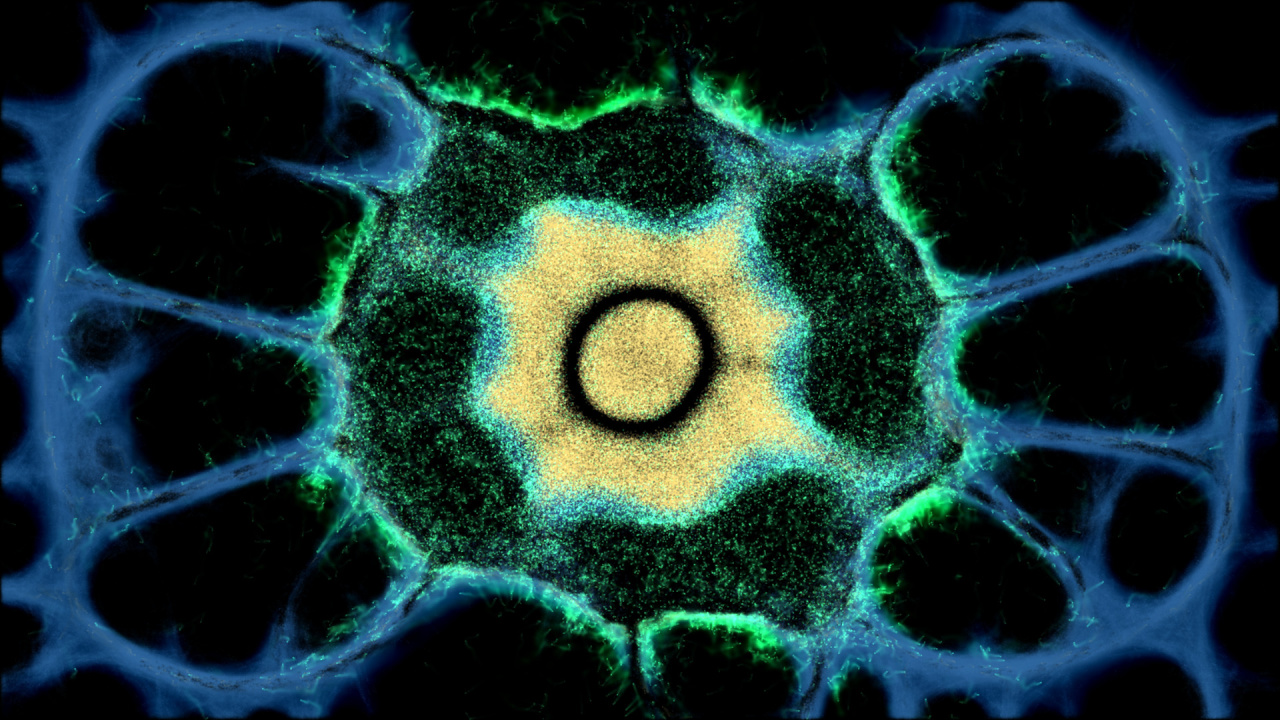 Скриншот PHYSARUM: Slime Mold Simulator